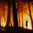 hampton_woods