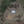 Tiny